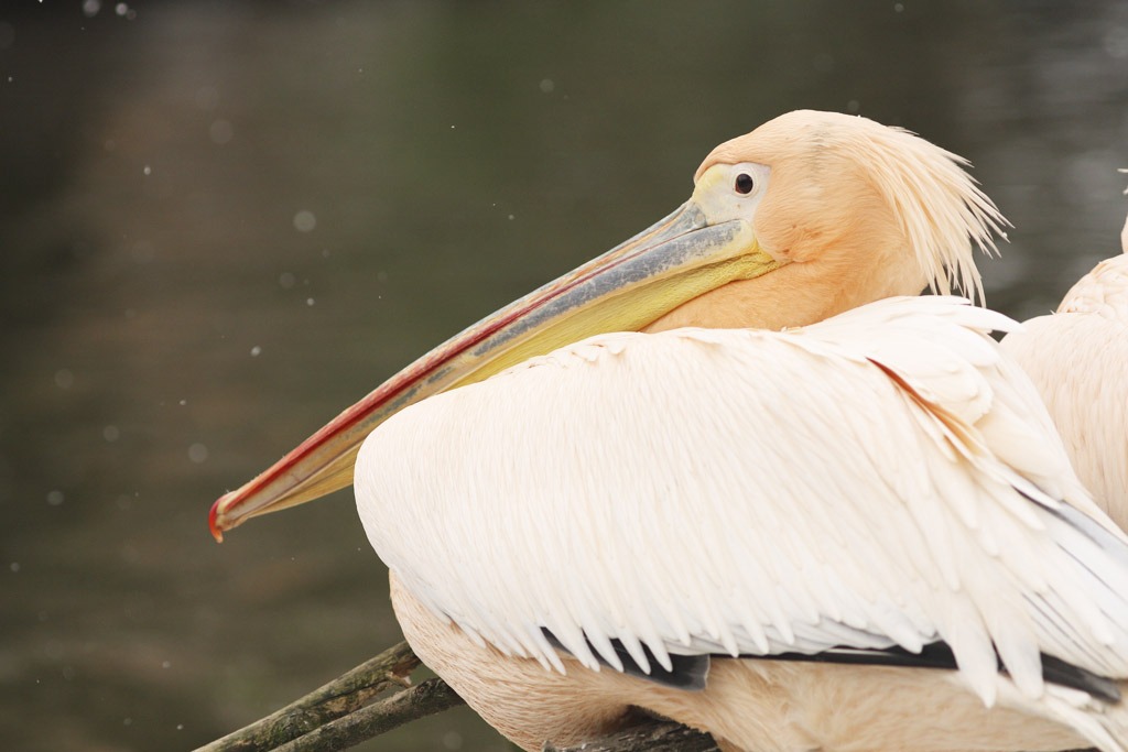 Zoo Jihlava, Pelikán Bílý