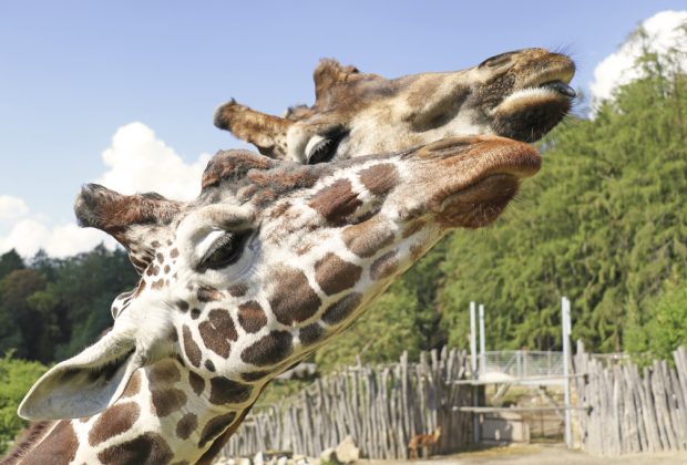 Zoo Jihlava, Žirafy