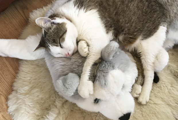 Prírodná podpora imunity domácich zvierat