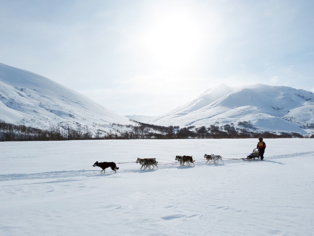 Adrenalínové zimné zážitky, psi zaprah