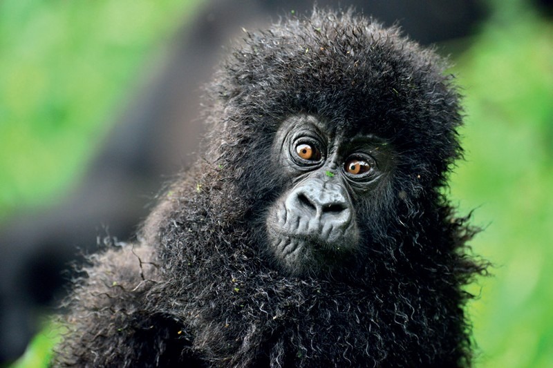 Pekelný raj Potulky africkou divočinou, afrika opica