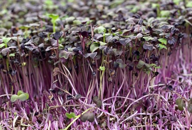 Mikrozeleniny, microgreens Slovakia, aquaponické pestovanie