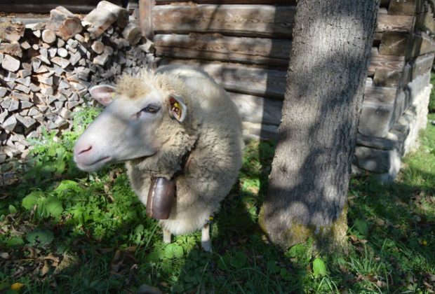 Otvorenie Pastierskej Sezóny, V dolinách túlia sa ovčie stáda... Otvorenie pastierskej sezóny v Múzeu kysuckej dediny