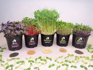 Microgreens zelenina