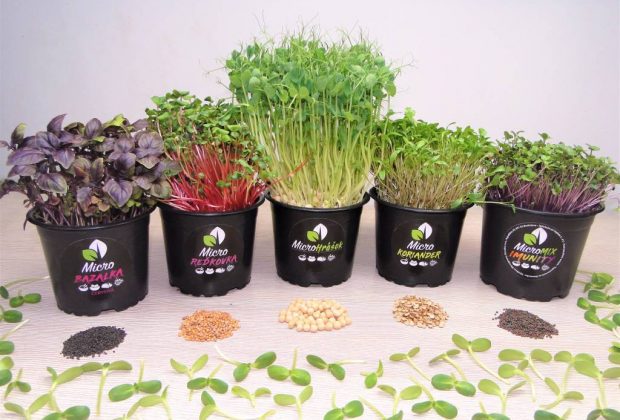 Microgreens zelenina