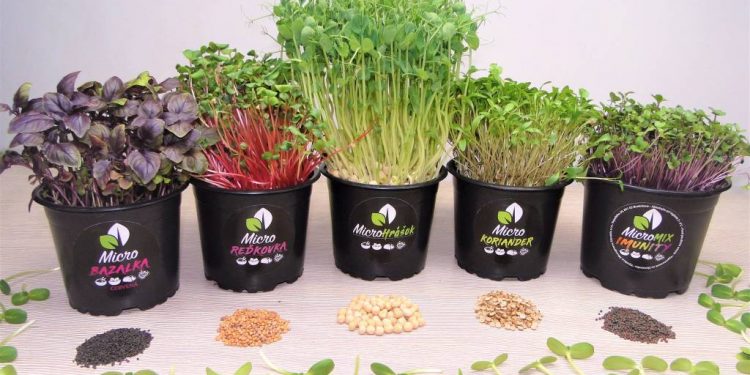 Microgreens zelenina