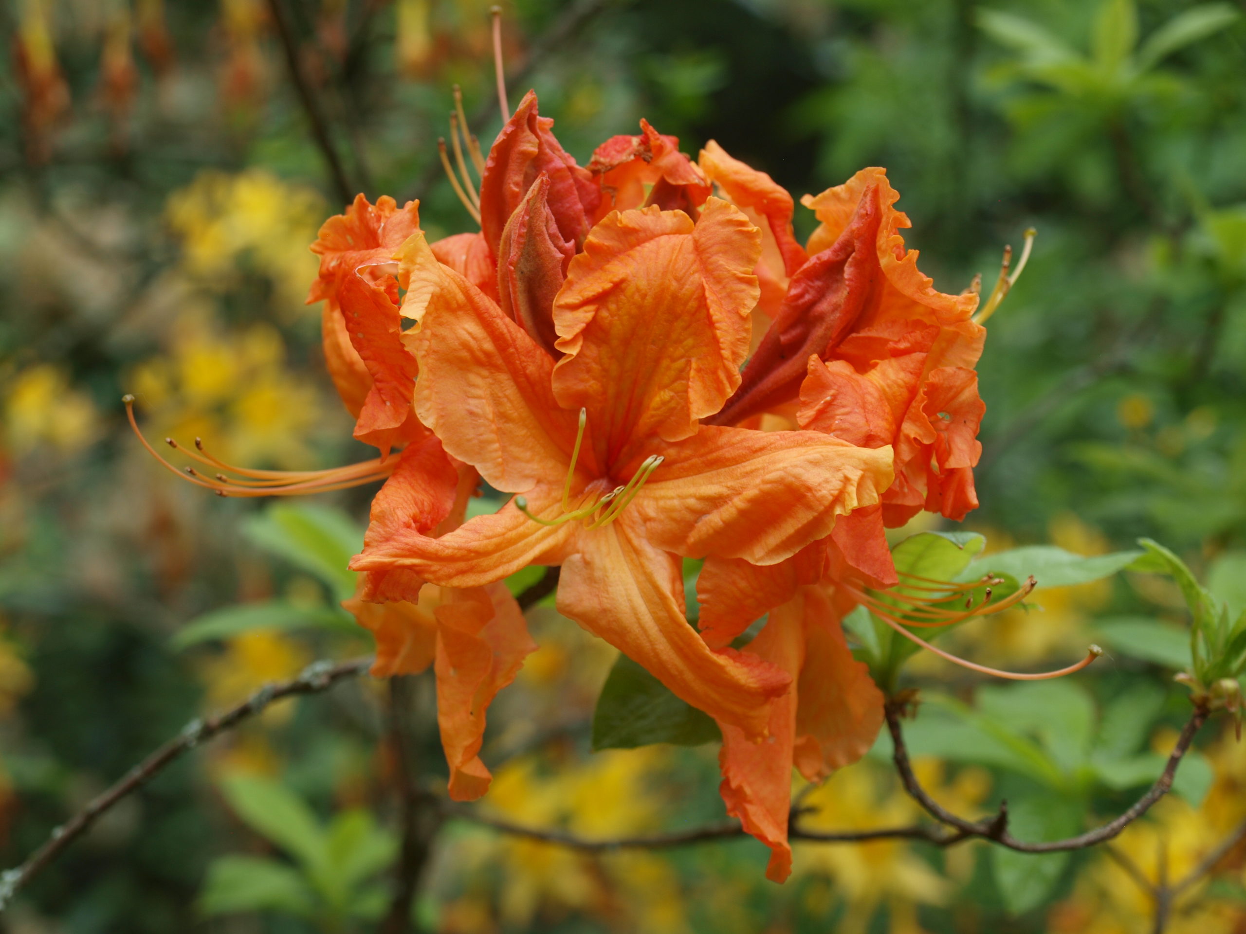 rhododendron-Klondyke