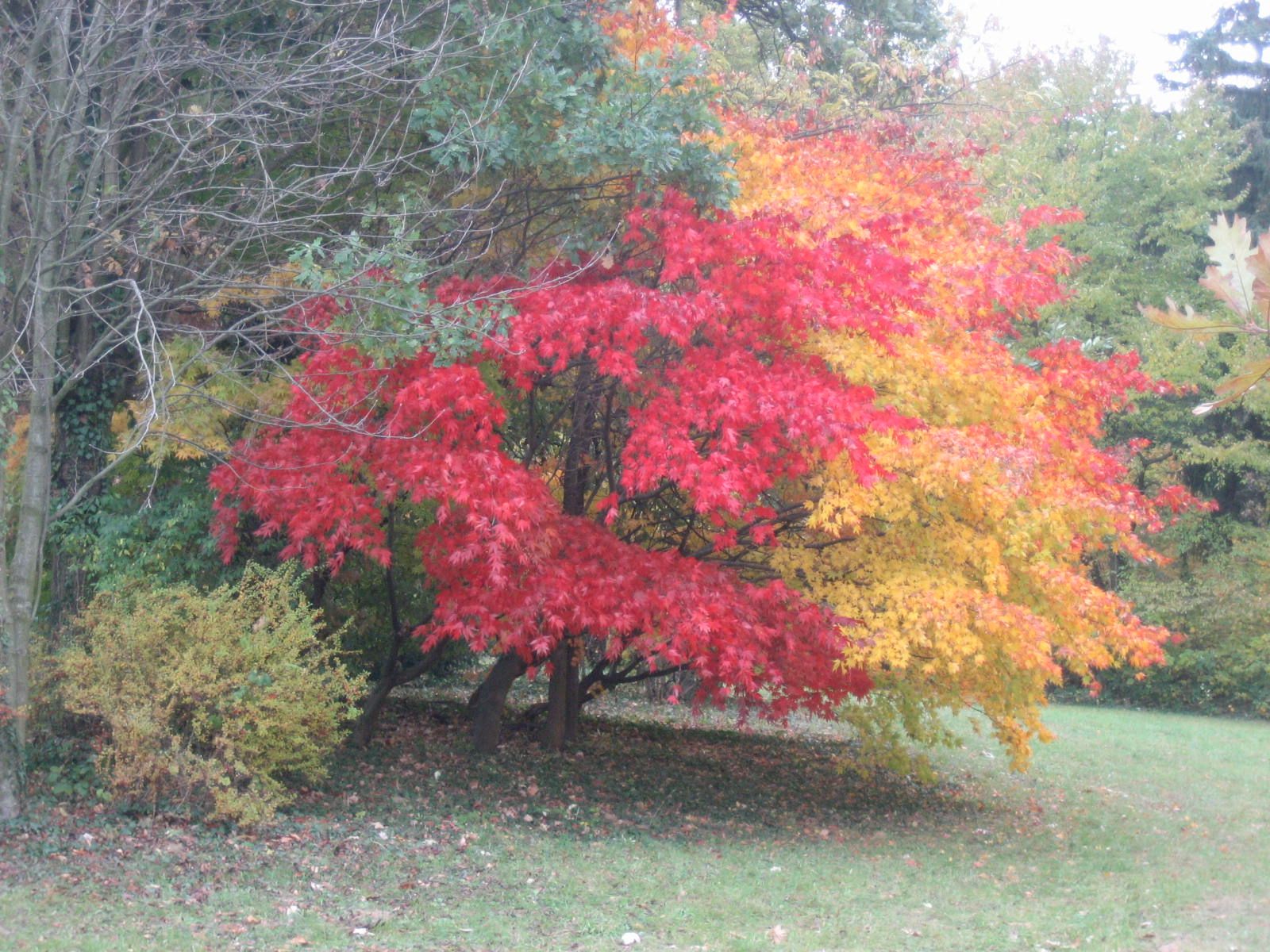 Jesenná nálada, Arborétum