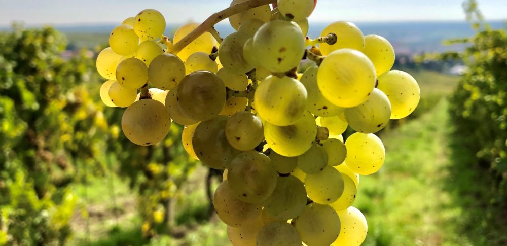 Mladé víno PURUS 2022